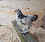 Brahma colombia kuikens, Dieren en Toebehoren, Meerdere dieren, Kip