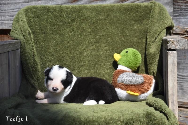 Border Collie pupjes, Animaux & Accessoires, Chiens | Bergers & Bouviers, Plusieurs animaux, Colley, Éleveur | Professionnel, Plusieurs