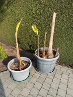 Bananenplant al een paar jaar oud ., Overige soorten, 100 tot 250 cm, Zomer, Ophalen