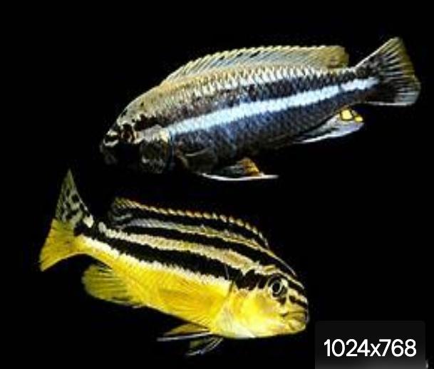 malawi, Animaux & Accessoires, Poissons | Poissons d'aquarium