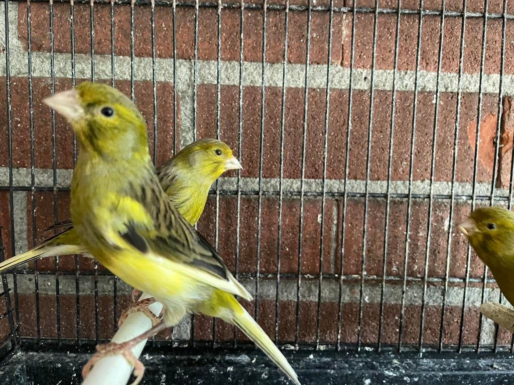 Kanarie mannetjes, Dieren en Toebehoren