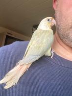 Conure pyrrhuras eam 2026, Femelle, Perroquet, Parleur