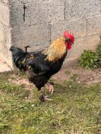 Haan wyandotte, Dieren en Toebehoren, Pluimvee