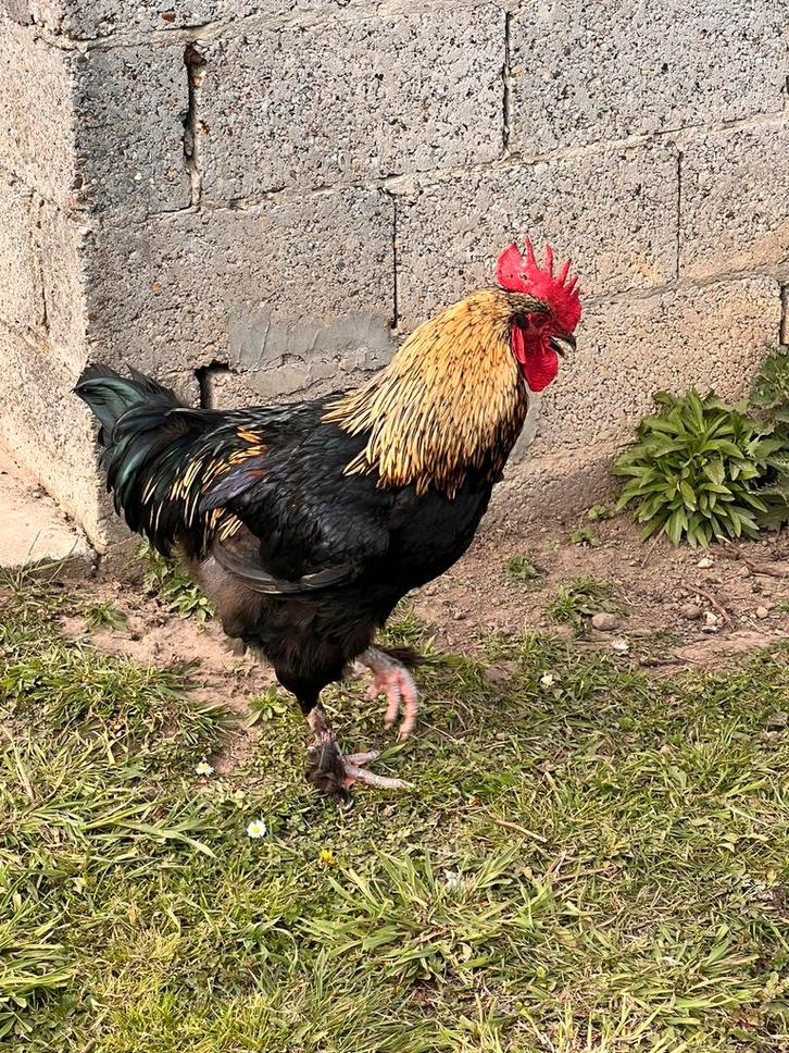 Haan wyandotte, Dieren en Toebehoren, Pluimvee