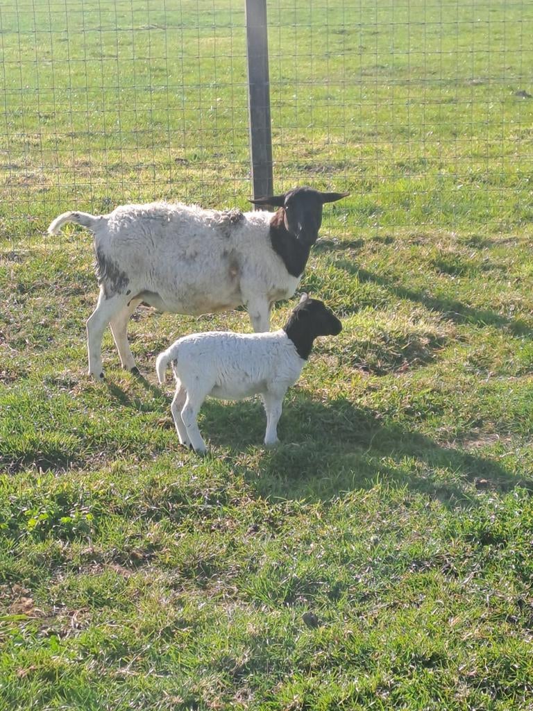 Dorper ooi met ooilam, Dieren en Toebehoren, Schapen, Geiten en Varkens, Vrouwelijk, Schaap, 0 tot 2 jaar