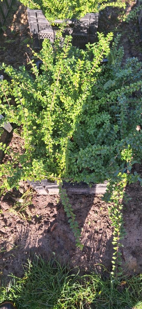 Lonicera maigrun bijna gratis, Enlèvement, Arbuste