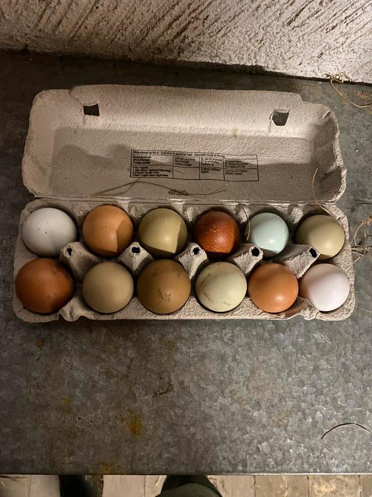 Broedeieren, Dieren en Toebehoren, Pluimvee, Kip