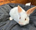 Jonge konijntjes zoeken een nieuwe thuis, Dieren en Toebehoren, Konijnen