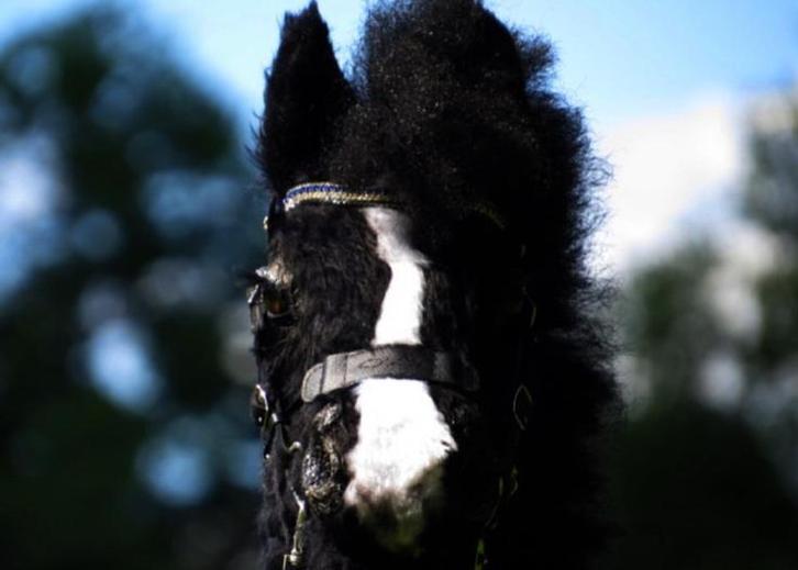 hobby horse/stokpaard te koop, Animaux & Accessoires, Chevaux