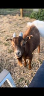 Mooie dwerggeit bok te koop, Animaux & Accessoires, Mâle, Chèvre, 0 à 2 ans