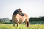 Knappe ruin met gouden karakter, Dieren en Toebehoren, E pony (1.48m - 1.57m), Ruin, Zadelmak, 3 tot 6 jaar