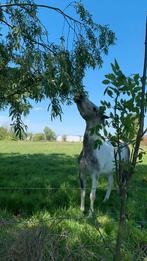 Betrouwbare allround D-pony merrie, Dieren en Toebehoren, Merrie, 3 tot 6 jaar, Recreatiepony, D pony (1.37m tot 1.48m)