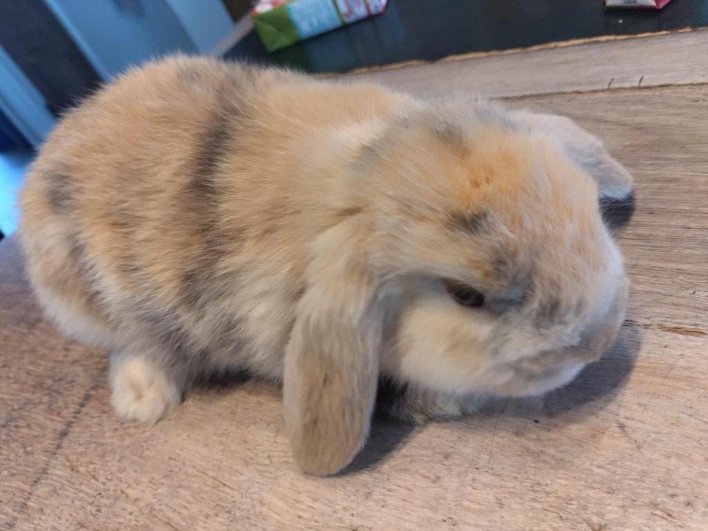 dwergkonijn, Dieren en Toebehoren, Konijnen, Meerdere dieren, Klein, 0 tot 2 jaar