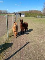 Alpaca hengstjes, Dieren en Toebehoren, Augustus, Mannelijk