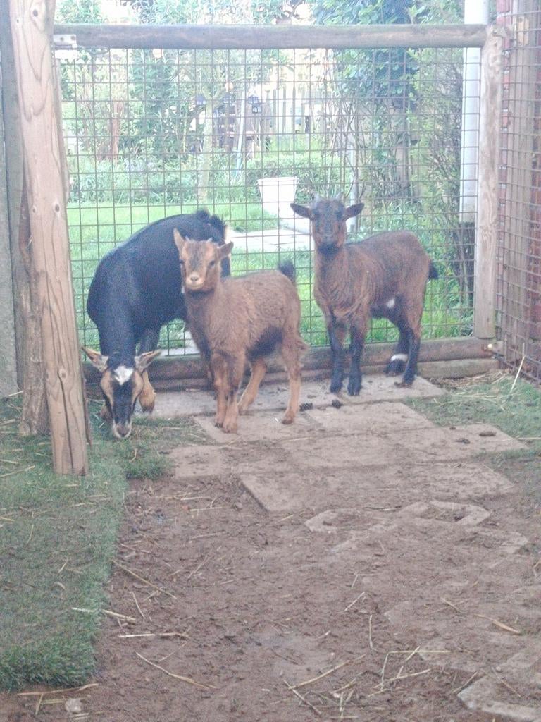 Pretty kids (femme), Animaux & Accessoires, Femelle, Chèvre