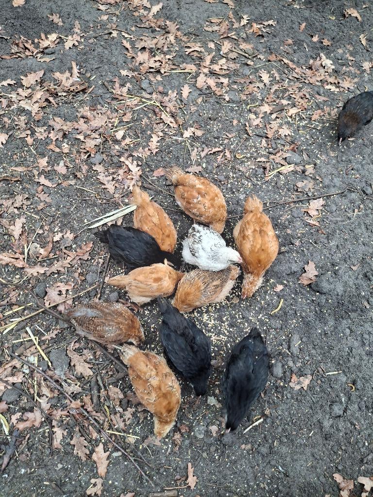 Kuikens, Dieren en Toebehoren, Pluimvee, Geslacht onbekend, Kip