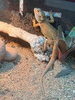 3 beetjes de koop, Dieren en Toebehoren, Reptielen en Amfibieën, Overige soorten, Tam, 0 tot 2 jaar