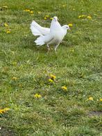 Pauwstaart duiven, Dieren en Toebehoren, Vogels | Duiven
