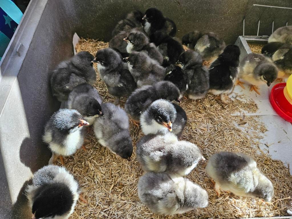 Eendagskuikens Marans, Dieren en Toebehoren, Pluimvee
