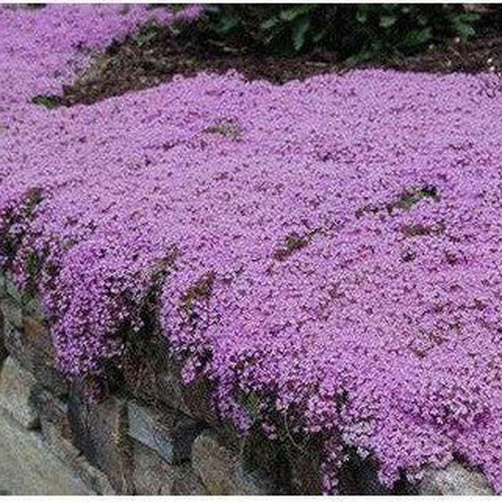 Thymus sepyllum, Tuin en Terras, Planten | Tuinplanten, Vaste plant, Bodembedekkers, Ophalen