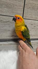 Mooi jong vrouwelijk handtamme zonparkiet, Dieren en Toebehoren, Vrouwelijk