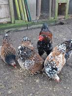 kuikentjes van brahma porcelein groothoen, Dieren en Toebehoren, Pluimvee, Geslacht onbekend, Kip