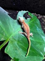 rhacodactylus auriculatus heel rood dier van 2025., Animaux & Accessoires, Reptiles & Amphibiens, Autres espèces, Domestique, 0 à 2 ans