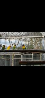 Agapornis personata, Dieren en Toebehoren, Vogels | Parkieten en Papegaaien, Dwergpapegaai of Agapornis, Geringd