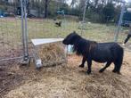 Gratis pony & minivarkens, Dieren en Toebehoren, Merrie, Met stamboom, B, Springpony