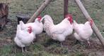 Broedeieren Franse Poule De Bresse  , witte kleur , raszuive, Dieren en Toebehoren