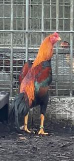 Jonge Shamo-hanen en -hennen van topkwaliteit te koop., Dieren en Toebehoren