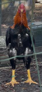 Trio van superkwaliteit O shamo. jonge hanen en hennen, Dieren en Toebehoren, Meerdere dieren