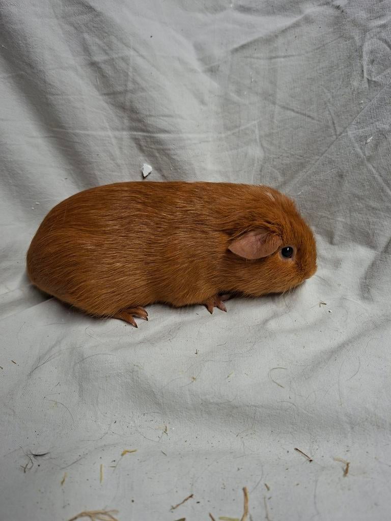 Buff wit cavia zeugje 2, Dieren en Toebehoren, Knaagdieren, Januari, Vrouwelijk, Cavia