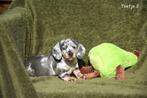 Prachtig Teckel teefje, Dieren en Toebehoren, Honden | Teckels en Dashonden, Parvo, België, 8 tot 15 weken, Korthaar
