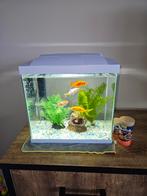 4 vissen, Dieren en Toebehoren, Ophalen