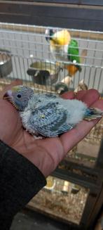 Handtamme regenboog grasparkieten, Dieren en Toebehoren, Vogels | Parkieten en Papegaaien