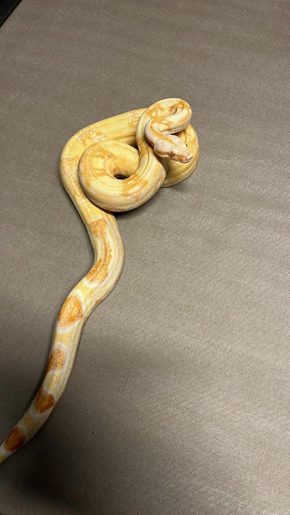 Reptielen, Dieren en Toebehoren, Reptielen en Amfibieën, Schildpad