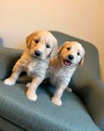 Beaux chiots Goldendoodle (Golden Retriever x Caniche), Animaux & Accessoires, Golden retriever, Plusieurs, Hépatite contagieuse (maladie de Rubarth)