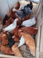 traditionele leghennen van 3 maand ACTIE 5+1 GRATIS, Dieren en Toebehoren, Pluimvee, Vrouwelijk, Kip