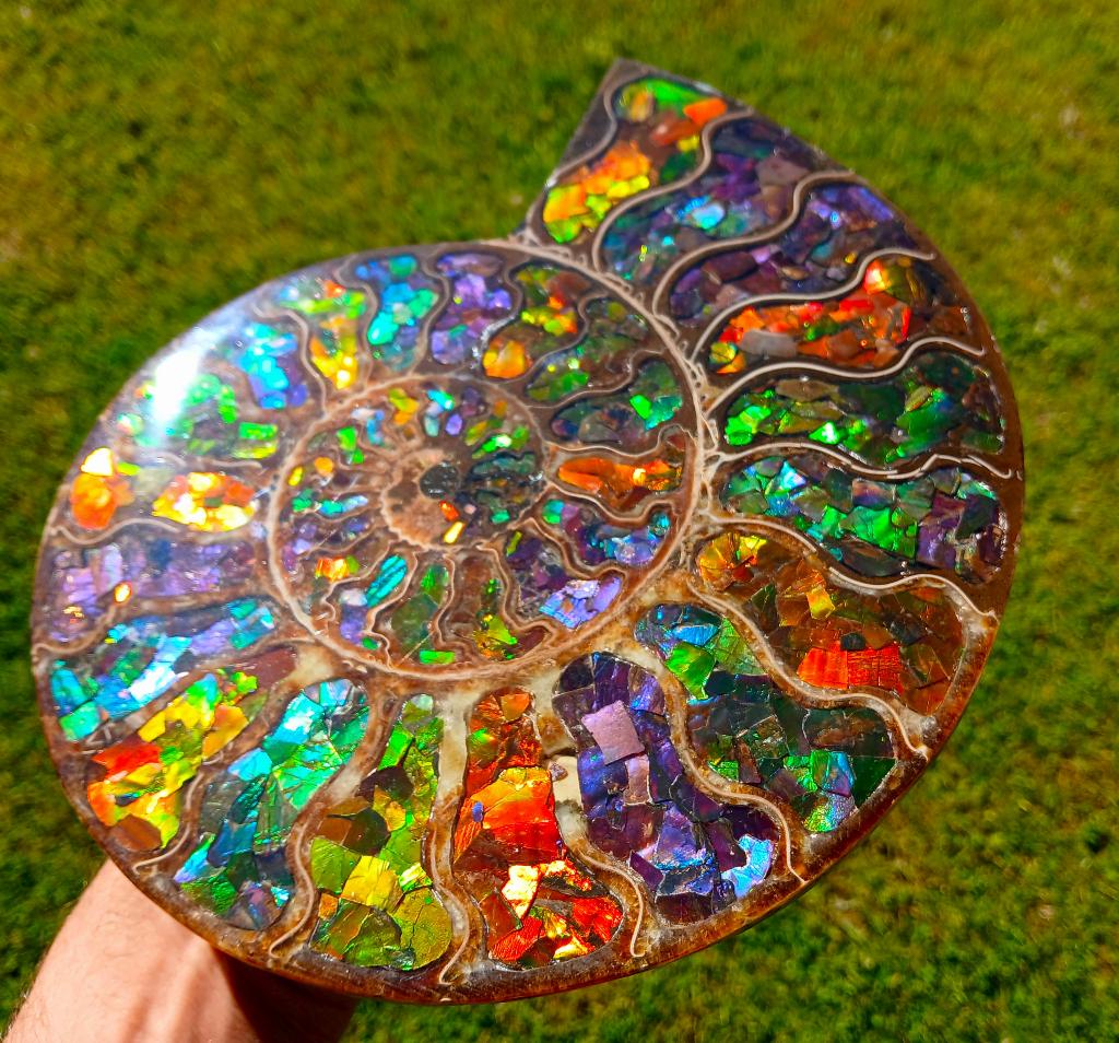 Ammonite Ammolite Starborn rarity fossile, Verzamelen, Mineralen en Fossielen, Verzenden, Fossiel