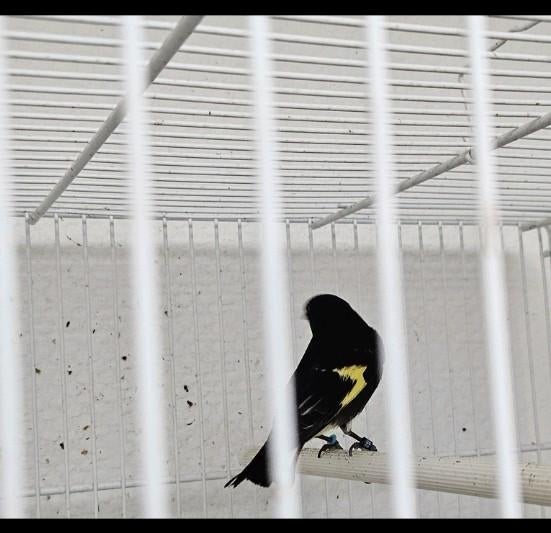 Mâle Tarin noir de Bolivie 2025 avec Adn excellent chanteur, Mâle, Oiseau chanteur sauvage, Bagué