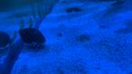 Blauwpoot heremiet kreeft. Ruilen tegen zoa stekje., Dieren en Toebehoren, Vissen | Aquariumvissen, Kreeft, Krab of Garnaal, Zoutwatervis