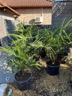 Trachycarpus Fortunei winterhard, Jardin & Terrasse, Plantes | Arbres, Enlèvement, Moins de 100 cm