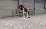 Super knappe D Pony, Dieren en Toebehoren, Pony's, Ruin, Springpony, 3 tot 6 jaar, Onbeleerd