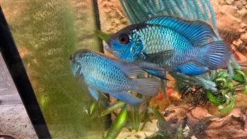 Electric Blue Acara, klein en groot beschikbaar voor biedingen