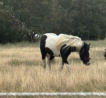 Knappe 2-jarige irish cob hengst, Vermifugé, Moins de 160 cm, Étalon, 0 à 2 ans