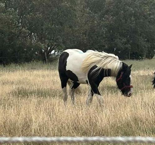 Knappe 2-jarige irish cob hengst, Dieren en Toebehoren, Paarden, Hengst, Onbeleerd, Minder dan 160 cm, 0 tot 2 jaar, Recreatiepaard