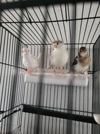 Babykanaries 1 maand 2/2025, Dieren en Toebehoren, Vogels | Overige Vogels