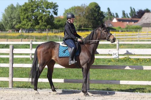 Mooie en betrouwbare merrie, Dieren en Toebehoren, Paarden, Merrie, Met stamboom