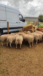 Mooie schapen jong meisje 6 tot 10 maanden, Dieren en Toebehoren, Schapen, Geiten en Varkens